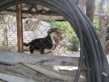 MOLLY, Hund, Mischlingshund in Griechenland - Bild 16