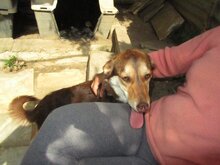 MOLLY, Hund, Mischlingshund in Griechenland - Bild 17