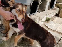 MOLLY, Hund, Mischlingshund in Griechenland - Bild 18