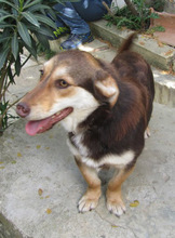 MOLLY, Hund, Mischlingshund in Griechenland - Bild 19