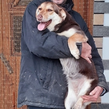 MOLLY, Hund, Mischlingshund in Griechenland - Bild 2