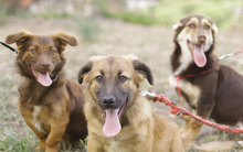 MOLLY, Hund, Mischlingshund in Griechenland - Bild 23