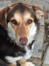 MOLLY, Hund, Mischlingshund in Griechenland - Bild 4