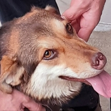 MOLLY, Hund, Mischlingshund in Griechenland - Bild 7