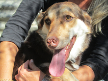 MOLLY, Hund, Mischlingshund in Griechenland - Bild 9