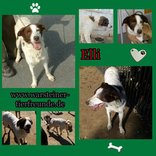 ELLI3, Hund, Mischlingshund in Spanien - Bild 1