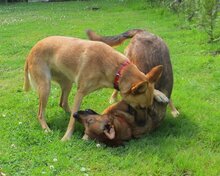 NALA, Hund, Mischlingshund in Wurster Nordseeküste - Bild 7