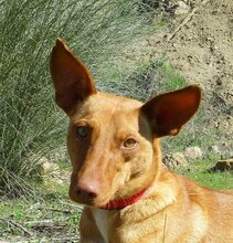 LISA, Hund, Mischlingshund in Spanien - Bild 1