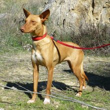 LISA, Hund, Mischlingshund in Spanien - Bild 3