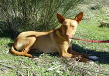 LISA, Hund, Mischlingshund in Spanien - Bild 5