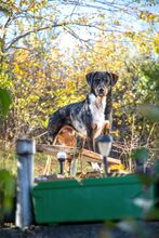SPIKE, Hund, Mischlingshund in Bulgarien - Bild 10