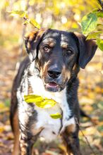 SPIKE, Hund, Mischlingshund in Bulgarien - Bild 2