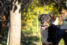 SPIKE, Hund, Mischlingshund in Bulgarien - Bild 4