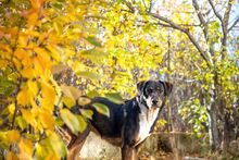 SPIKE, Hund, Mischlingshund in Bulgarien - Bild 7