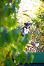 SPIKE, Hund, Mischlingshund in Bulgarien - Bild 8