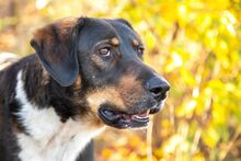 SPIKE, Hund, Mischlingshund in Bulgarien - Bild 9