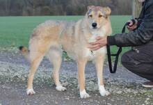 ELISA, Hund, Herdenschutzhund-Mix in Weeze - Bild 18