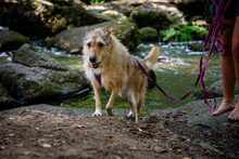 ELISA, Hund, Herdenschutzhund-Mix in Weeze - Bild 2