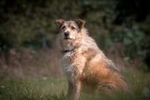 ELISA, Hund, Herdenschutzhund-Mix in Weeze - Bild 25