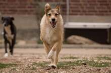 ELISA, Hund, Herdenschutzhund-Mix in Weeze - Bild 9