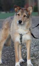 ELISA, Hund, Mischlingshund in Mengkofen - Bild 1