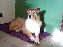 ELISA, Hund, Mischlingshund in Mengkofen - Bild 10