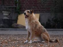 ELISA, Hund, Mischlingshund in Mengkofen - Bild 12