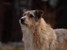 ELISA, Hund, Mischlingshund in Mengkofen - Bild 13