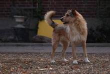 ELISA, Hund, Mischlingshund in Mengkofen - Bild 14