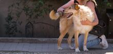 ELISA, Hund, Mischlingshund in Mengkofen - Bild 23