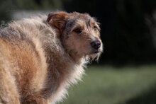ELISA, Hund, Mischlingshund in Mengkofen - Bild 26