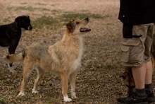 ELISA, Hund, Mischlingshund in Mengkofen - Bild 4