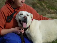BLANCA, Hund, Mischlingshund in Spanien - Bild 4