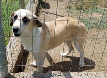 LIESE, Hund, Mischlingshund in Griechenland - Bild 7