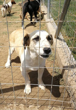 LIESE, Hund, Mischlingshund in Griechenland - Bild 8