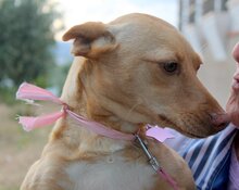 DORLE, Hund, Mischlingshund in Spanien - Bild 4