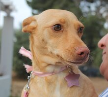 DORLE, Hund, Mischlingshund in Spanien - Bild 5