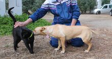 DORLE, Hund, Mischlingshund in Spanien - Bild 7