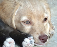 SHELBY, Hund, Mischlingshund in Geestland - Bild 7