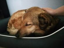 LENNY, Hund, Deutscher Schäferhund-Mix in Berlin - Bild 10