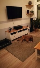 LENNY, Hund, Deutscher Schäferhund-Mix in Berlin - Bild 15