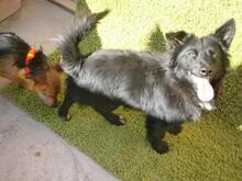 LOGAN, Hund, Mischlingshund in Spanien - Bild 13