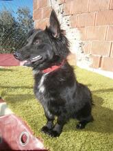 LOGAN, Hund, Mischlingshund in Spanien - Bild 14