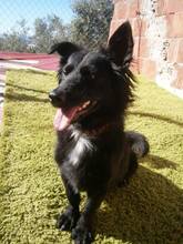 LOGAN, Hund, Mischlingshund in Spanien - Bild 5