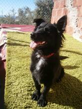 LOGAN, Hund, Mischlingshund in Spanien - Bild 9