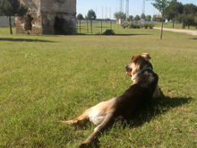KIARA, Hund, Deutscher Schäferhund-Mix in Spanien - Bild 11