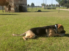 KIARA, Hund, Deutscher Schäferhund-Mix in Spanien - Bild 12