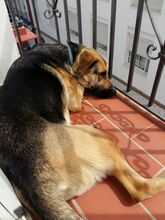 KIARA, Hund, Deutscher Schäferhund-Mix in Spanien - Bild 4