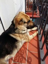 KIARA, Hund, Deutscher Schäferhund-Mix in Spanien - Bild 6