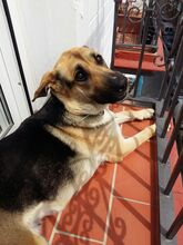 KIARA, Hund, Deutscher Schäferhund-Mix in Spanien - Bild 7